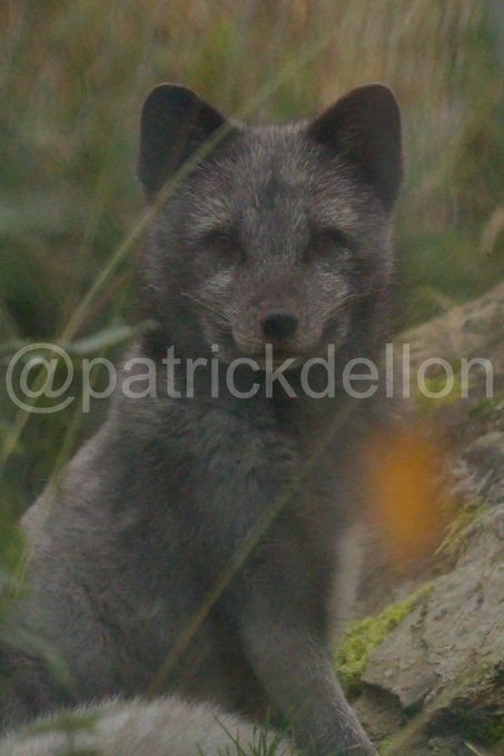 LE RENARD POLAIR 